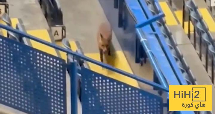 صور.. ثعلب يتسلل إلى ملعب ستامفورد بريدج قبل لقاء برشلونة و تشيلسي